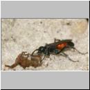 wegwespe-11mm-14-mit Spinne.jpg